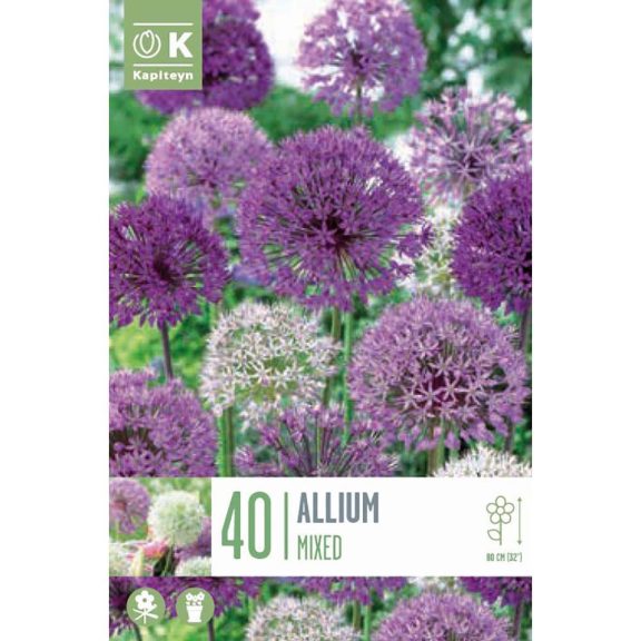Allium díszhagyma keverék – nagy kiszerelésben - 40 db/csomag