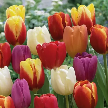   Triumph tulipán keverék – nagy kiszerelésben - 50 db/csomag