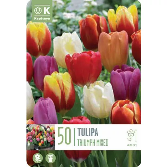Triumph tulipán keverék – nagy kiszerelésben - 50 db/csomag