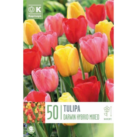 Darwin-hibrid tulipán keverék – nagy kiszerelésben - 50 db/csomag