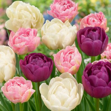   Telt pasztell tulipán keverék – nagy kiszerelésben - 40 db/csomag