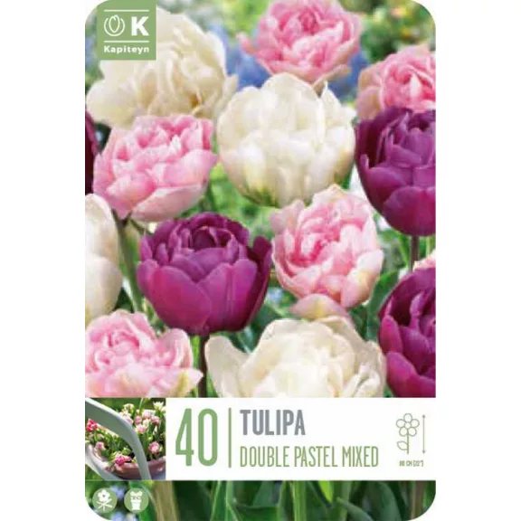 Telt pasztell tulipán keverék – nagy kiszerelésben - 40 db/csomag