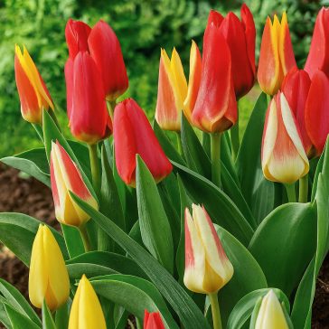   Botanikai tulipán keverék – nagy kiszerelésben - 50 db/csomag
