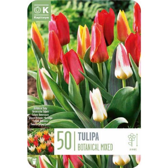 Botanikai tulipán keverék – nagy kiszerelésben - 50 db/csomag