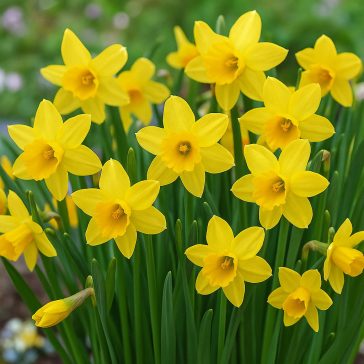 Tete-a-Tete nárcisz – nagy kiszerelésben - 75 db/csomag