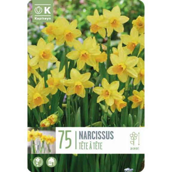 Tete-a-Tete nárcisz – nagy kiszerelésben - 75 db/csomag