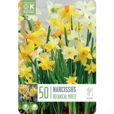   Botanikai nárcisz keverék – nagy kiszerelésben - 50 db/csomag