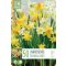 Botanikai nárcisz keverék – nagy kiszerelésben - 50 db/csomag