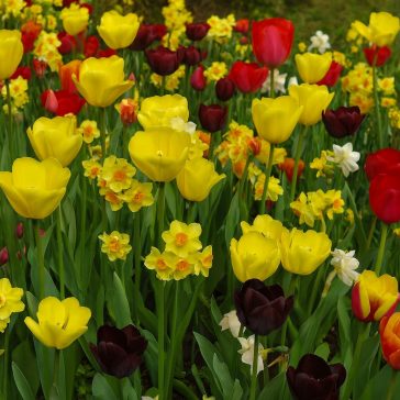   Blooms, Bees & Butterflies Landscape Garden ‘Yellow-Purple’ – Sárga-lila kontrasztos virágkeverék (25 db virághagyma)