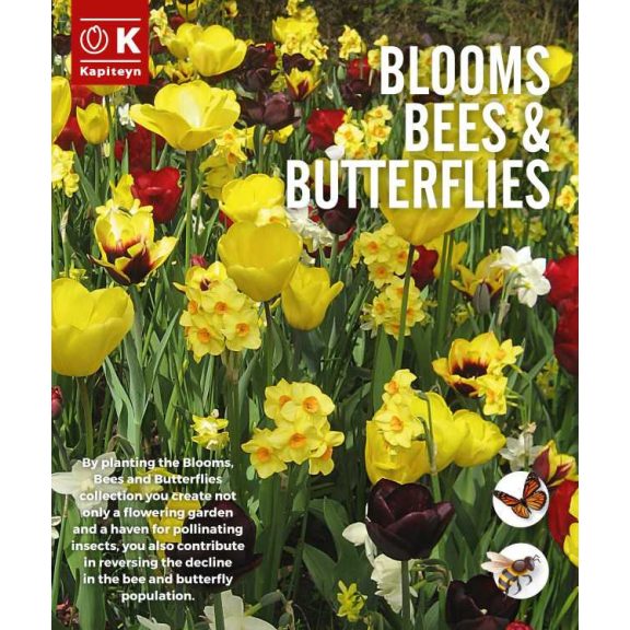 Blooms, Bees & Butterflies Landscape Garden ‘Yellow-Purple’ – Sárga-lila kontrasztos virágkeverék (25 db virághagyma)