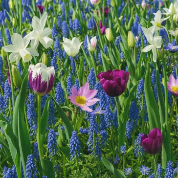   Blooms, Bees & Butterflies Landscape Garden ‘Blue’ – Kék-lila tavaszi virágmix beporzóknak (50 db virághagyma)