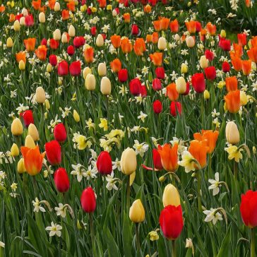   Blooms, Bees & Butterflies Landscape Garden ‘Sunlight’ – Napfény színű virágkeverék beporzók számára (25 db virághagyma)