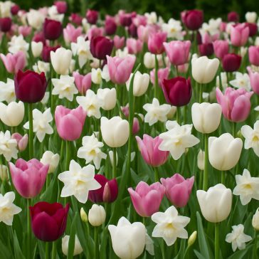   Blooms, Bees & Butterflies Landscape Garden ‘Pink’ – Rózsaszín, beporzóbarát tájkerti válogatás (25 db virághagyma)