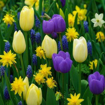   Tulipa ‘Respect Nature – Easter’ – Húsvéti színű tulipán, nárcisz és muscari mix (25 db virághagyma)
