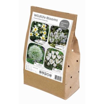   Wildlife Collection ‘Creamy White’ – Méhbarát fehér krémszínű hagymás keverék (40 db virághagyma)
