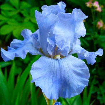   Iris germanica ‘Blue Sapphire’ – Élénkkék német nőszirom (3 db virághagyma)