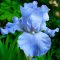 Iris germanica ‘Blue Sapphire’ – Élénkkék német nőszirom (3 db virághagyma)