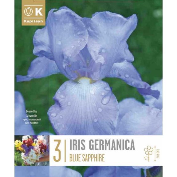 Iris germanica ‘Blue Sapphire’ – Élénkkék német nőszirom (3 db virághagyma)