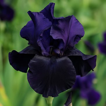   Írisz ‘Night Owl’ – Iris germanica ‘Night Owl’ (3 db gyökérgumó)