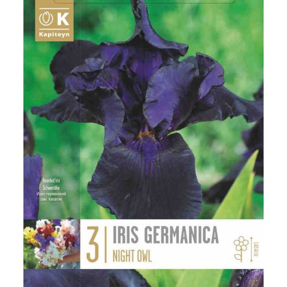 Írisz ‘Night Owl’ – Iris germanica ‘Night Owl’ (3 db gyökérgumó)