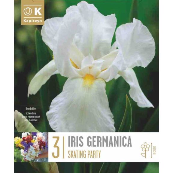 Írisz ‘Skating Party’ – Iris germanica ‘Skating Party’ (3 db gyökérgumó)