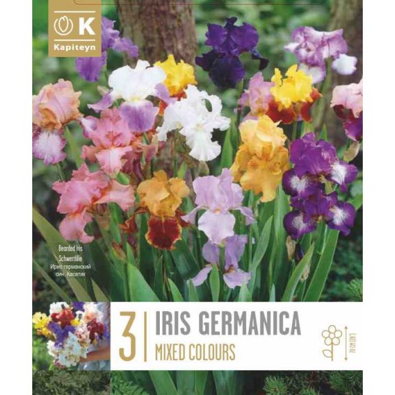 Írisz keverék – Iris germanica MIX (3 db gyökérgumó)