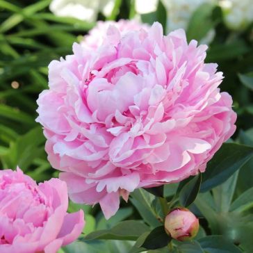   Illatos pünkösdi rózsa ‘Sarah Bernhardt’ - 2 db/csomag