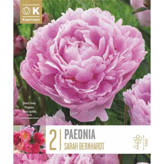 Illatos pünkösdi rózsa ‘Sarah Bernhardt’ - 2 db/csomag