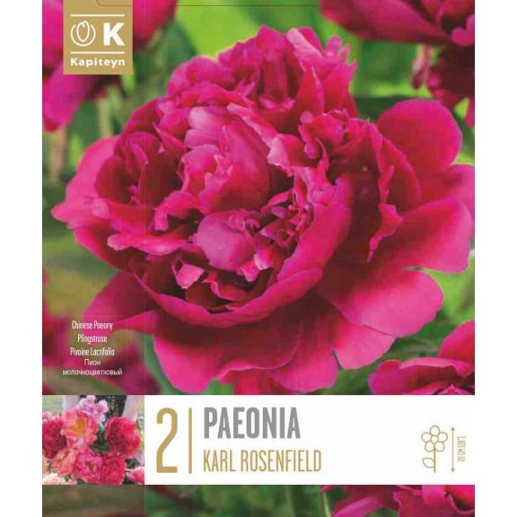 Illatos pünkösdi rózsa ‘Karl Rosenfield’ - 2 db/csomag