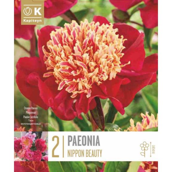 Illatos pünkösdi rózsa ‘Nippon Beauty’ - 2 db/csomag