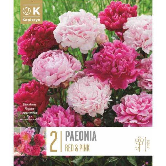 Pünkösdi rózsa keverék – piros és rózsaszín árnyalatok - 2 db/csomag