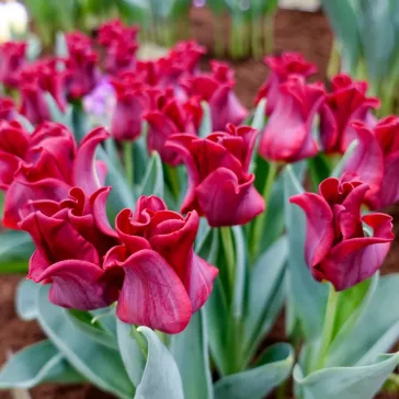   Tulipa Coronet ‘Red Dress’ – Koronás szirmú tulipán, piros (8 db virághagyma)