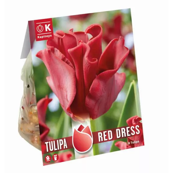 Tulipa Coronet ‘Red Dress’ – Koronás szirmú tulipán, piros (8 db virághagyma)