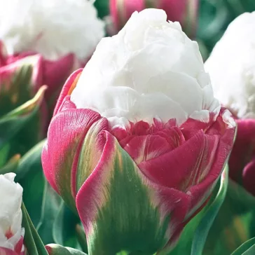   Tulipa Double ‘Ice Cream – Corn of Flavour’ – Teltvirágú tulipán, fagylaltszerű virágzattal (8 db virághagyma)
