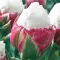 Tulipa Double ‘Ice Cream – Corn of Flavour’ – Teltvirágú tulipán, fagylaltszerű virágzattal (8 db virághagyma)