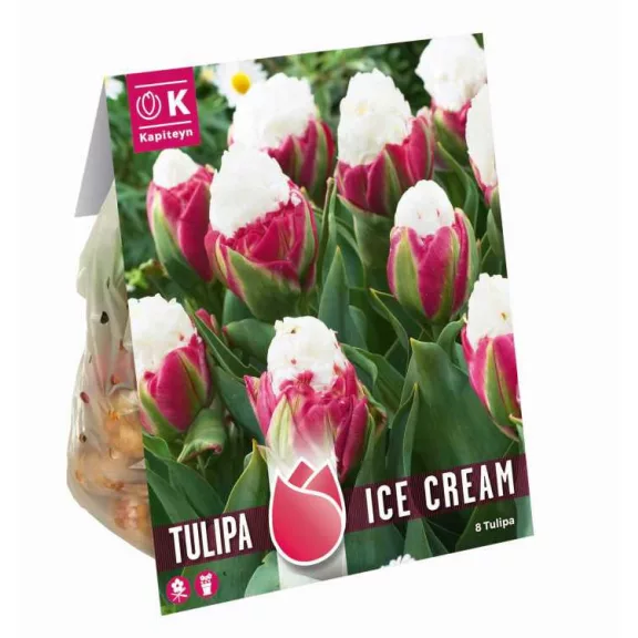 Tulipa Double ‘Ice Cream – Corn of Flavour’ – Teltvirágú tulipán, fagylaltszerű virágzattal (8 db virághagyma)