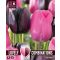 Lovely Combinations – Rózsaszín és fekete tulipánok – 15 db/ csomag