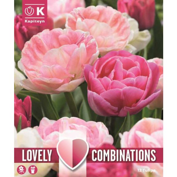 Tulipán válogatás – rózsaszín árnyalatokban 12 db/ csomag