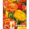 Lovely Combinations – Lángoló narancs és piros tulipánkeverék – 15 db/ csomag