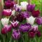 Tulipán válogatás – fehér, lila és bordó árnyalatokban 15 db/csomag