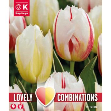   Tulipán válogatás – piros-fehér-sárga színekben 15 db/csomag