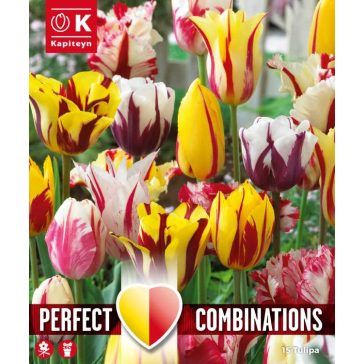   Tulipán válogatás – sárga, piros és bordó árnyalatokban 15db /csomag