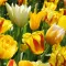 Tulipa Mix ‘Sunny Delight Blend’ – Meleg tónusú tulipánválogatás (15 db virághagyma)