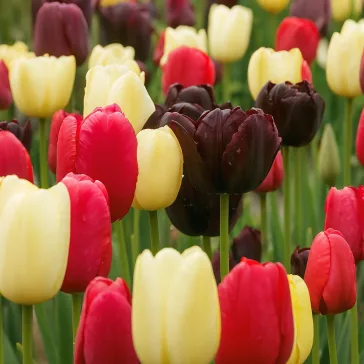   Tulipa Mix ‘Late Black, Pink & White’ – Későn nyíló tulipánválogatás fekete, rózsaszín és fehér színekben (15 db virághagyma)