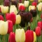 Tulipa Mix ‘Late Black, Pink & White’ – Későn nyíló tulipánválogatás fekete, rózsaszín és fehér színekben (15 db virághagyma)