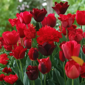   Tulipa Mix ‘Red Shades’ – Piros árnyalatú tulipánválogatás (15 db virághagyma)