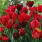 Tulipa Mix ‘Red Shades’ – Piros árnyalatú tulipánválogatás (15 db virághagyma)