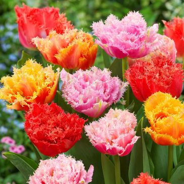   Telt szirmú fodros tulipán mix – Combi Tulip Double Crispa MIX (12 db virághagyma)
