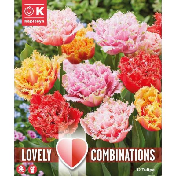 Telt szirmú fodros tulipán mix – Combi Tulip Double Crispa MIX (12 db virághagyma)