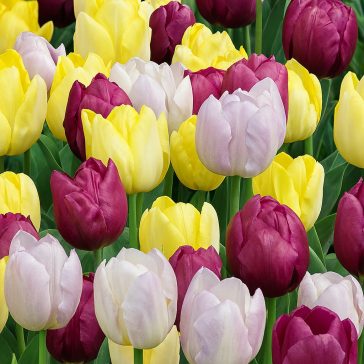   Tulipánválogatás – Combi Tulip Yellow, Purple & Lilac (15 db virághagyma)